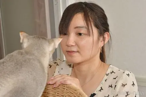 失敗しない！松原 猫 ブリーダーから安心してお迎えする方法